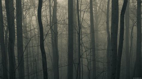 Dark Trees Forest Wallpapers Hd Desktop And Mobile