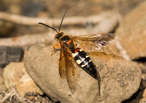 The european hornet (vespa crabro) is also a very large hornet, but its face is lighter in the front and darker in the back whereas the head of the asian giant hornet has the same even yellow color. Cicada Killer, Arrow Pest Service-Panama City, FL - Arrow Pest Service