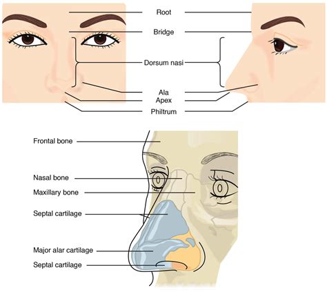 Anatomy Of The Nose