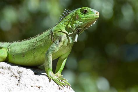 Reptiles Facts Characteristics Anatomy And Pictures