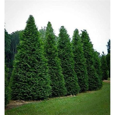 Arborvitae Green Giant Bergman Nurseries