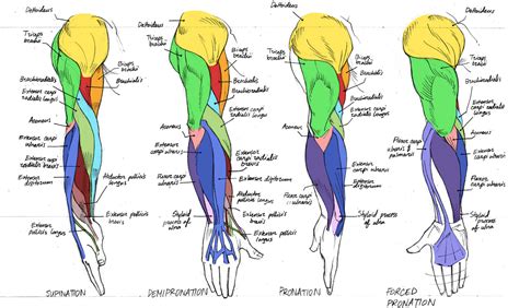 The names of arm and hand muscles provide clues to their location, function, or size. Always Guilty., helpyoudraw: Anatomy - Human Arm...