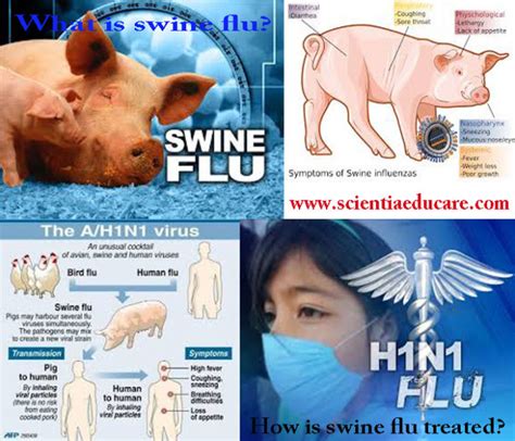What Is Swine Flu How Is Swine Flu Treated Educational Portal India