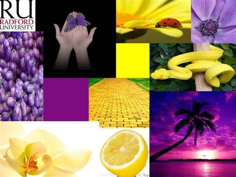Purple And Yellow Are Complementary Colors Complementary Colors Art