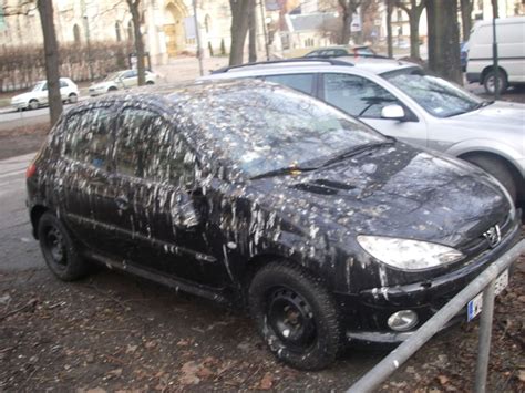 Birds will see these fake predators and know to stay away from the area. Is Your Car a Bird Dew Magnet? A British Study Has ...