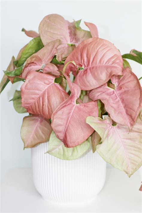 8 Houseplants With Pink Leaves