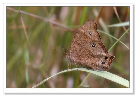 Evening Brown Butterfly 4458 Melanitis Leda Barbara Flickr