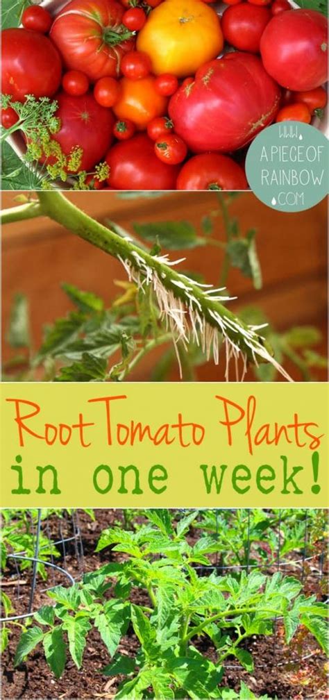 How To Grow Tomato Plants From Cuttings In Week Tomato Garden