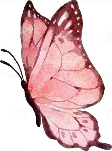 Mariposa Acuarela Ilustraci N Png