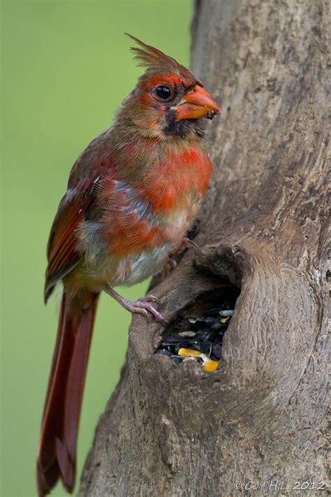 Country Captures Molting Northern Cardinals