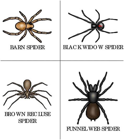 Spider Type Printable Cards For Toddlers And Preschoolers Types Of