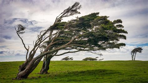 Destination Of The Day Windswept Trees Off The West Coast Of Nz