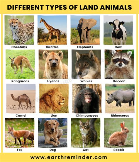 18 Different Types Of Land Animals Earth Reminder
