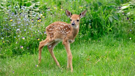 Cute Baby Deer Loves Being Tickled Abc News