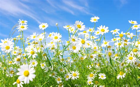 Spring Daisies Wallpapers And Images Wallpapers Pictures Photos