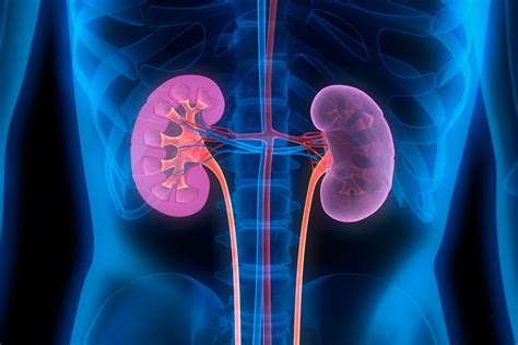 Why Kidneys Are Critical To Our Health And Wellbeing Outlook Poshan