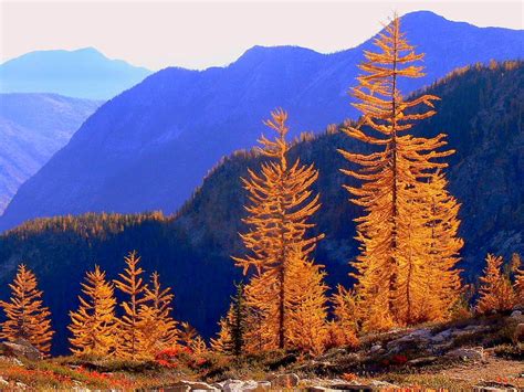 Golden Larches Looking Bright Photos Diagrams And Topos Summitpost