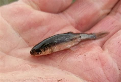 Minnow Identification Finger Lakes Discussion Lake Ontario United