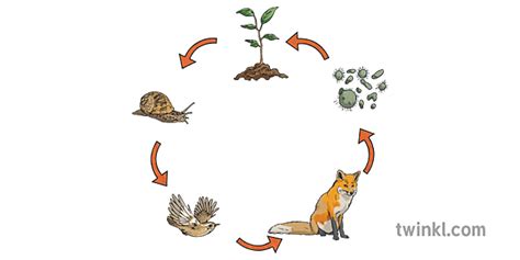Simple Food Chain Eat Prey Diet Feed Nature Life Cycle Natural Science Ks2