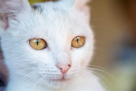 Portrait Of A White Cat Stock Image Image Of Outdoors 254505911