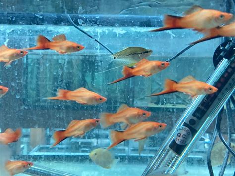 Freshwater Livebearer Fish Solar Flare Twinbar Swordtail