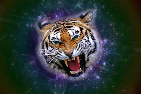 90 Angry Tiger Eyes Wallpapers On Wallpapersafari