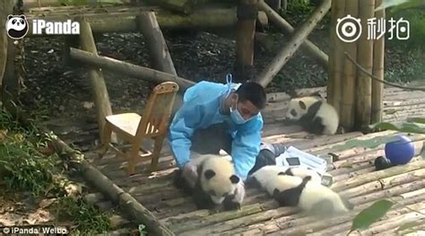 Hilarious Moment A Naughty Panda Cub Takes A Tumble As It Tries To