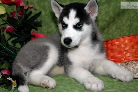 Find siberian husky puppies and breeders in your area and helpful siberian husky information. Siberian huskies for sale near me, boxer dog health facts