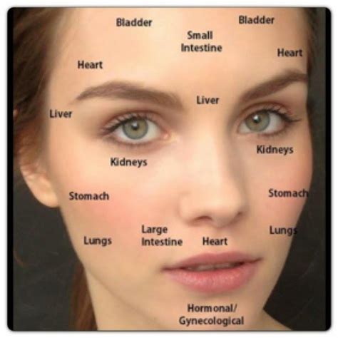 Face Mapping Is A Concept Used In Ancient Chinese Medicine For