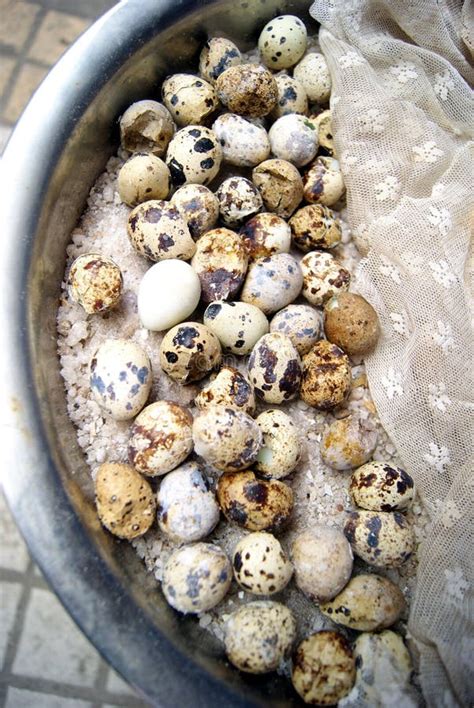 Quail Eggs Stock Image Image Of Snacks China Culture 21445785