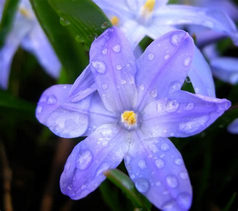 22 Beautiful Winter Flowers That Survive And Bloom In The Cold Winter