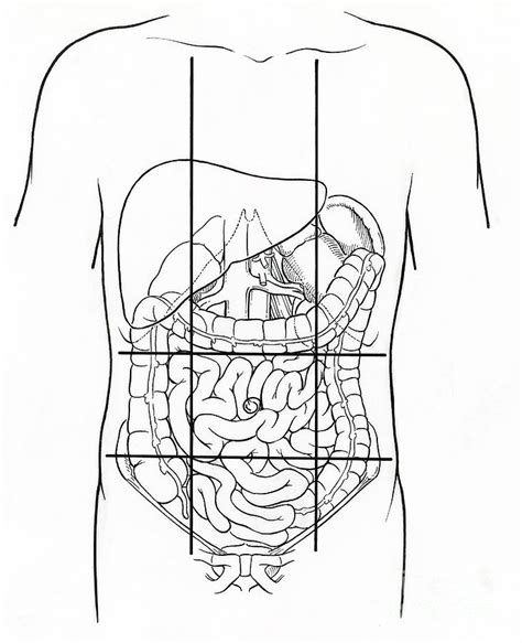 Using anatomical planes allows for accurate description of a location, and also allows the reader to understand what a diagram or picture is trying to show. Illustration Of Nine Abdominal Regions Photograph by ...