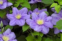 Maybe you would like to learn more about one of these? Clematis 'Cezanne'... stock photo by J S Sira, Image: 1402563