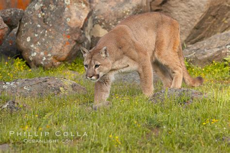 Mountain Lion Puma Concolor 15796 Natural History Photography