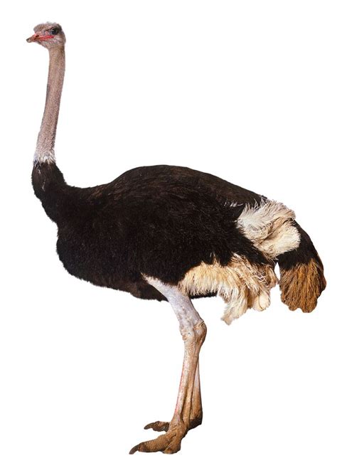 An Ostrich Is Standing In Front Of A White Background