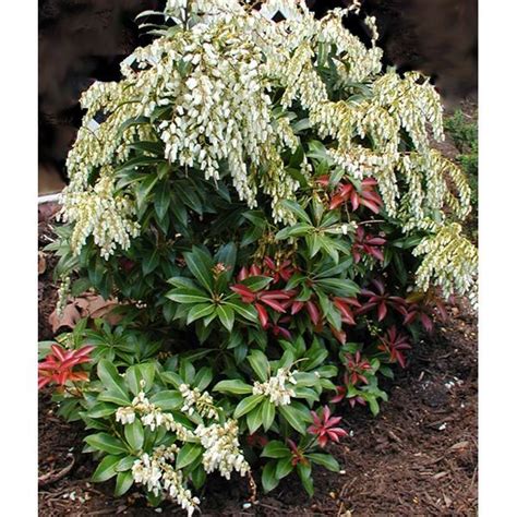 Buy Pieris Japonica Mountain Fire Andromeda J Online Plants
