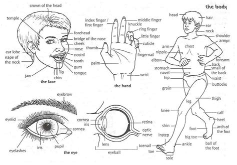 English Vocabulary Parts Of The Human Body Eslbuzz