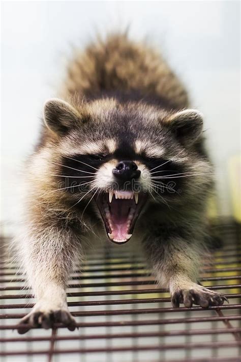 While heading to work, i honked they were foaming at the mouth afterwards, as they slammed on their brakes, got out of their car, and started shouting at me. Mouth of raccoon stock photo. Image of carnivore, natural ...