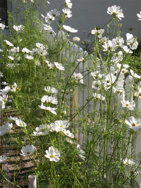 We did not find results for: 17 Best images about White moonlit garden on Pinterest ...