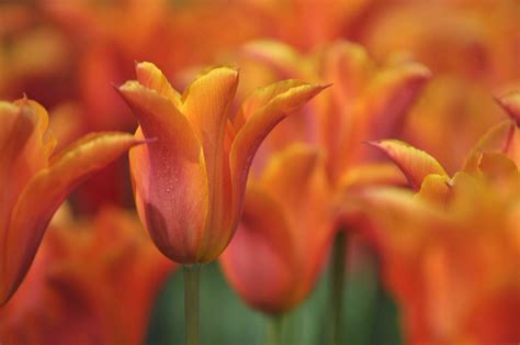 35 Types Of Orange Flowers Identification And Photos
