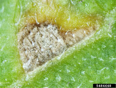 Alternaria Black Molds Stem Cankers Genus Alternaria