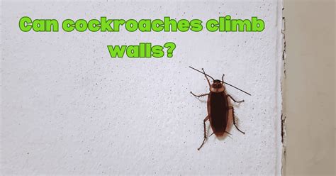 Can Cockroaches Climb Walls Exploring Their Anatomy