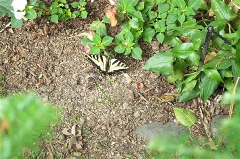 Papilio Rutulus Western Tiger Swallowtail Plants Swallowtail Spring