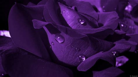 Purple Roses Wallpaper ·① Wallpapertag