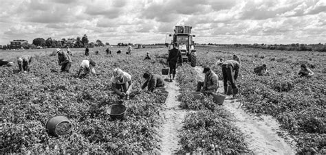 Caporalato Cosè E Cosa Prevede La Legge Per Il Reato Di Sfruttamento