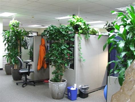 9 Low Maintenance Plants For The Office Inhabitat Green Design