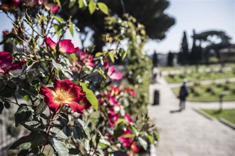 Natale Di Roma Riapre Il Roseto Comunale Oltre Mille Varietà Di Fiori