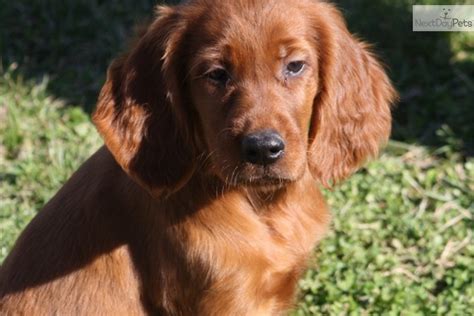 Meet Elmoboy A Cute Irish Setter Puppy For Sale For 700 9 Week Old