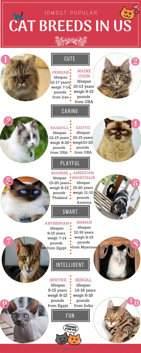 The Most Popular Cat Breeds In The Usa