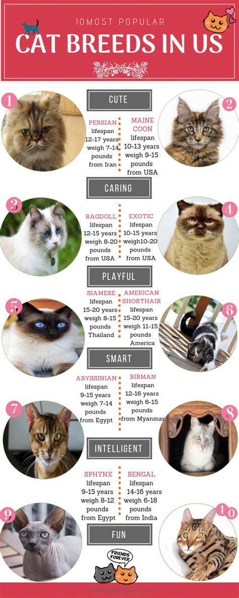 The Most Popular Cat Breeds In The USA